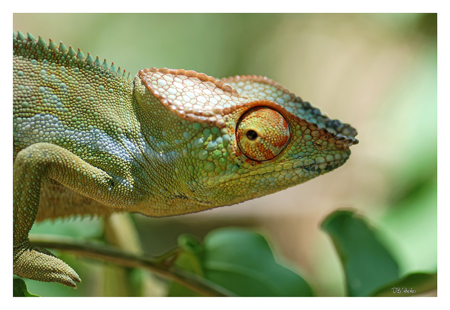 ...credete che non vi veda! Io vi osservo!!