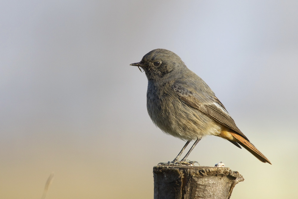 codirosso spazza camino