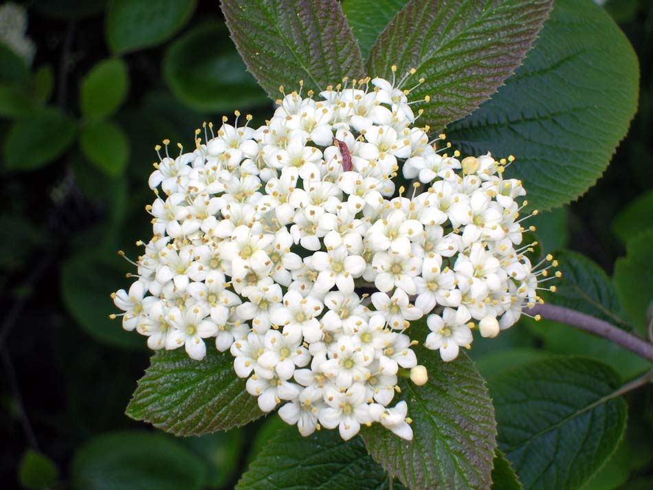 Bel fiore di sambuco