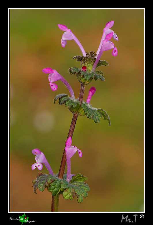 Lamium amplexicaule