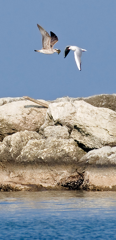 lotta per il pranzo...
