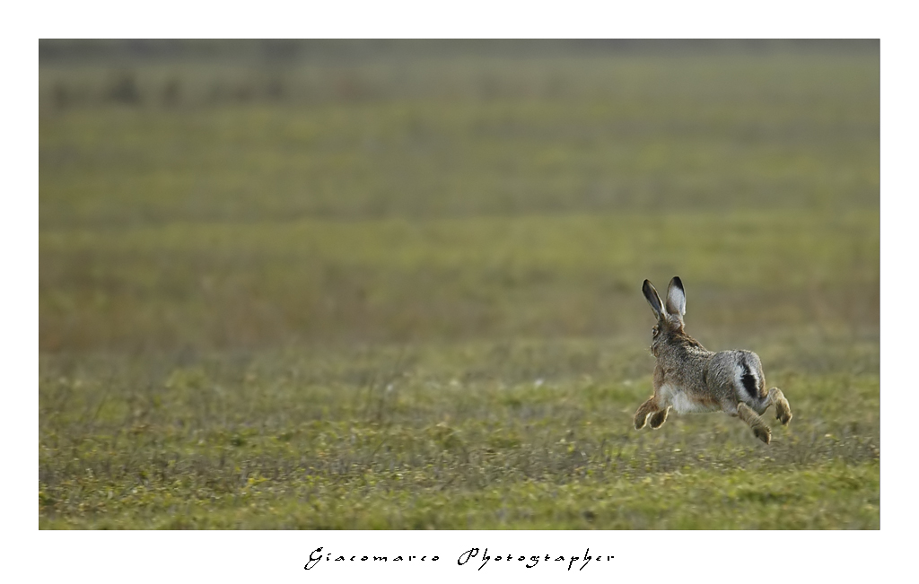 Lepre (un po' di panning)
