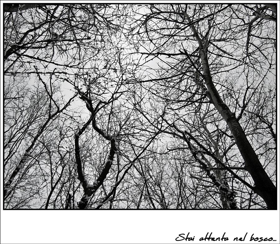 Stai attenta nel bosco...