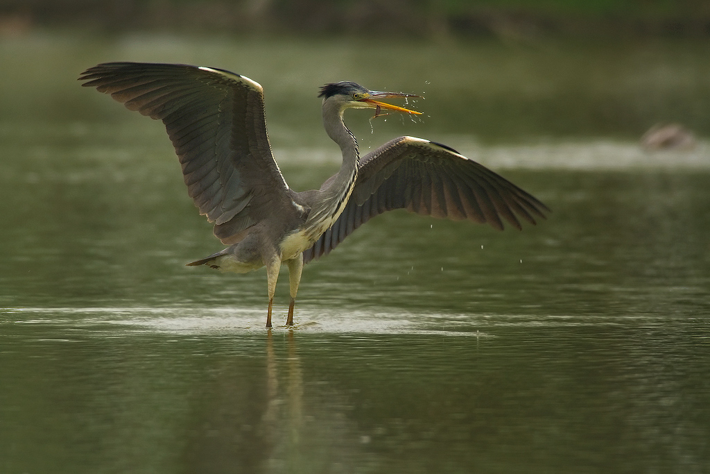 airone giocherellone