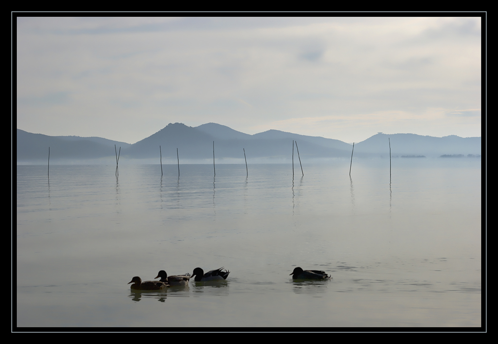 Lago trasimeno con papere