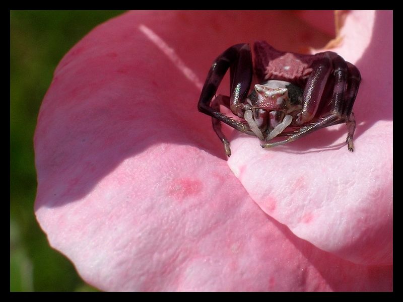 Sembra un ragno ma � una farfalla