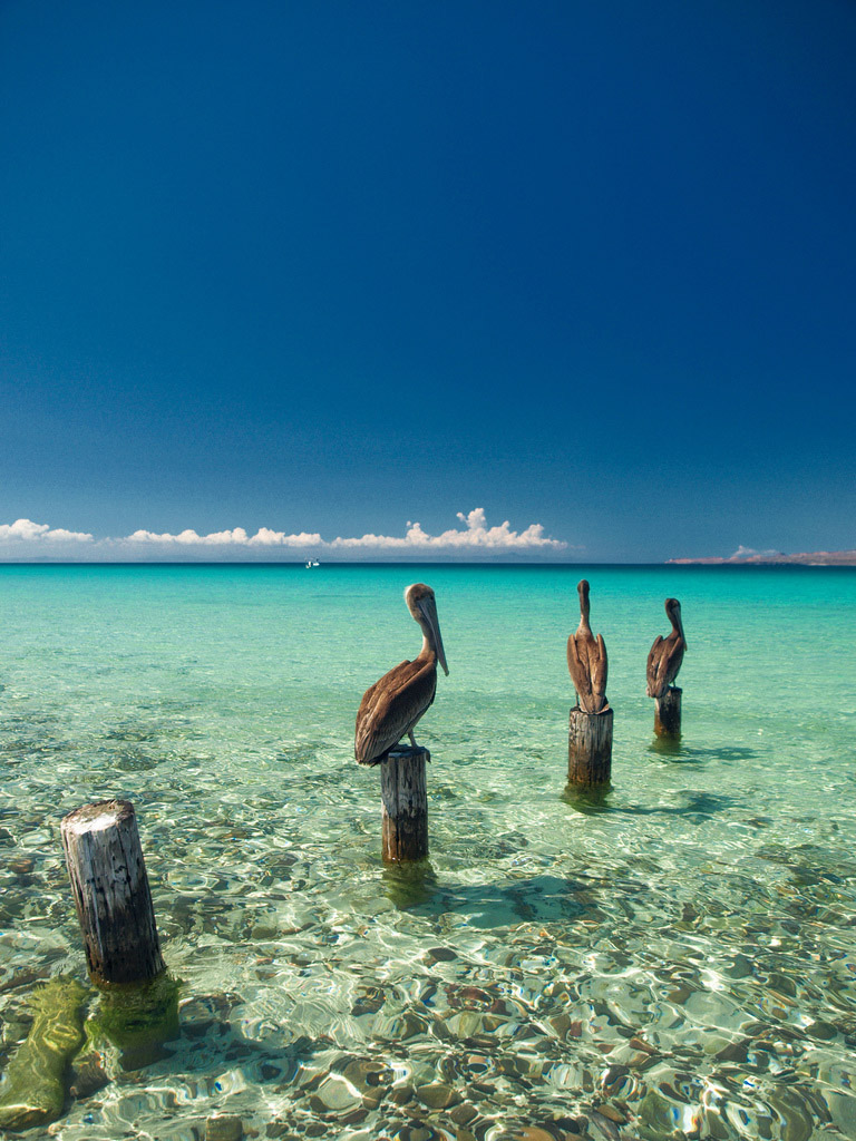 La Paz y los pelicanos