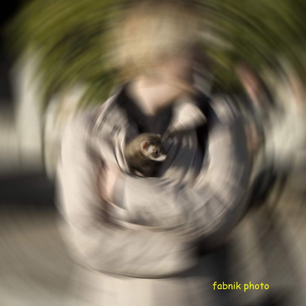 IL FURETTO DOVE LO METTO