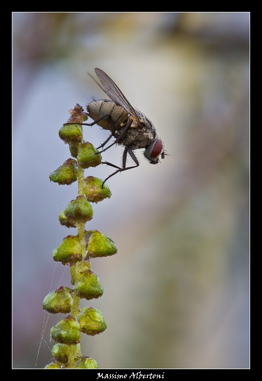 Stamattina mi butto...