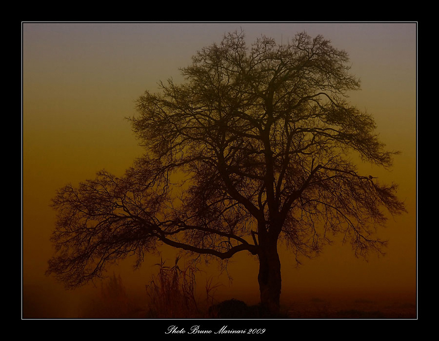 Atmosfera..... nebbia al mattino