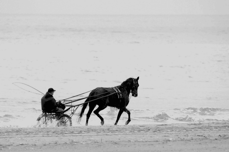 ...corri cavallino...corri...