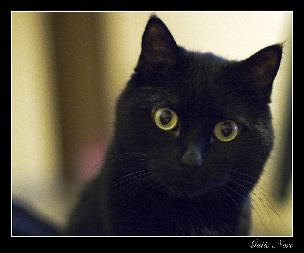 Mi sento osservato..