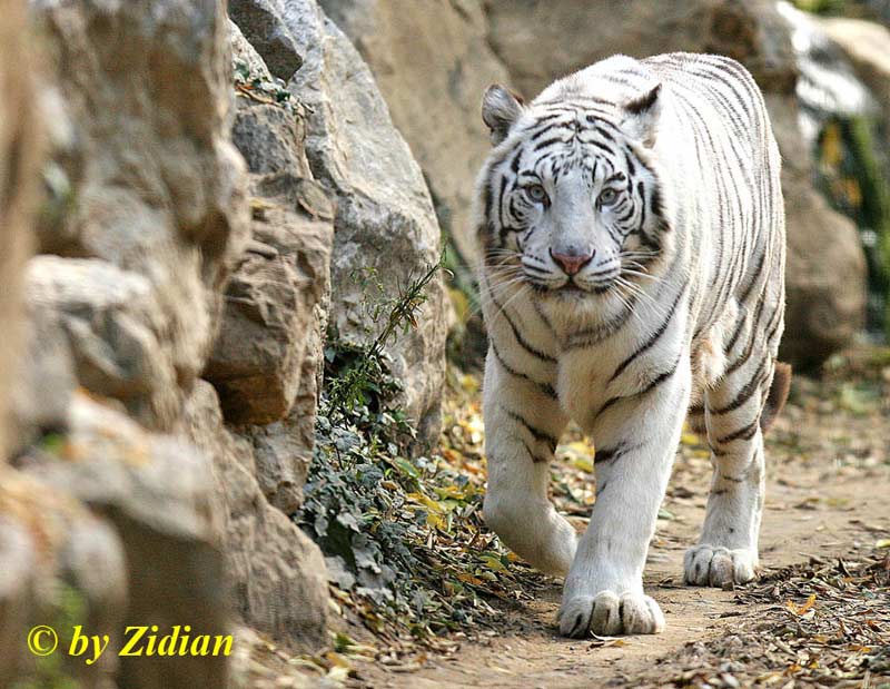 Tigre Bianca del Bengala