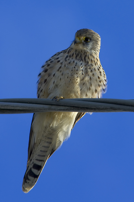 mi guardava incuriosito