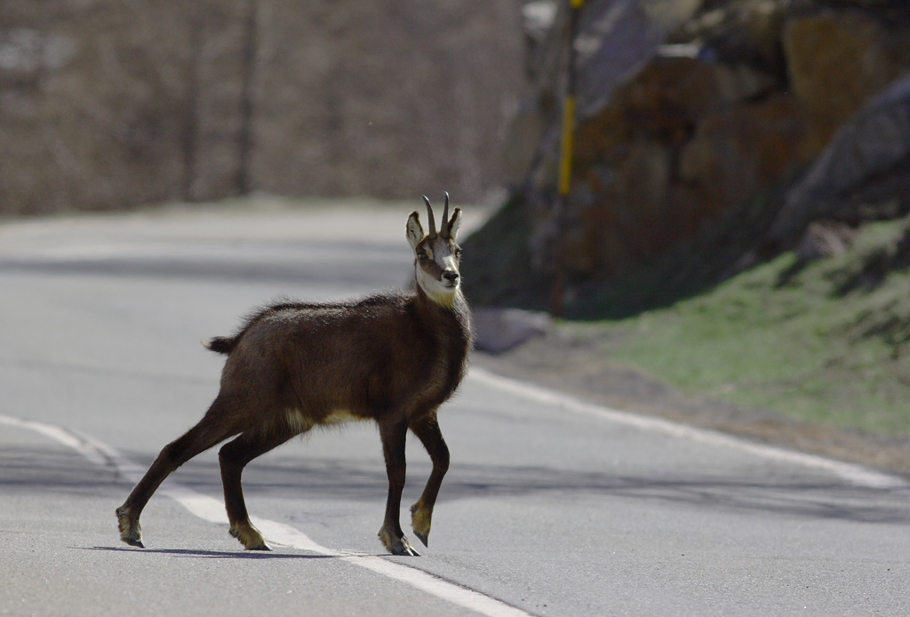 quando si attraversa la strada.......