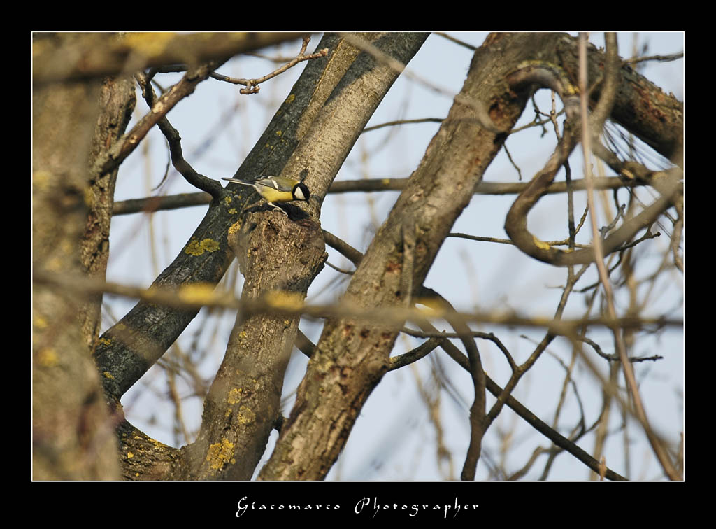 Intreccio e mimetismo