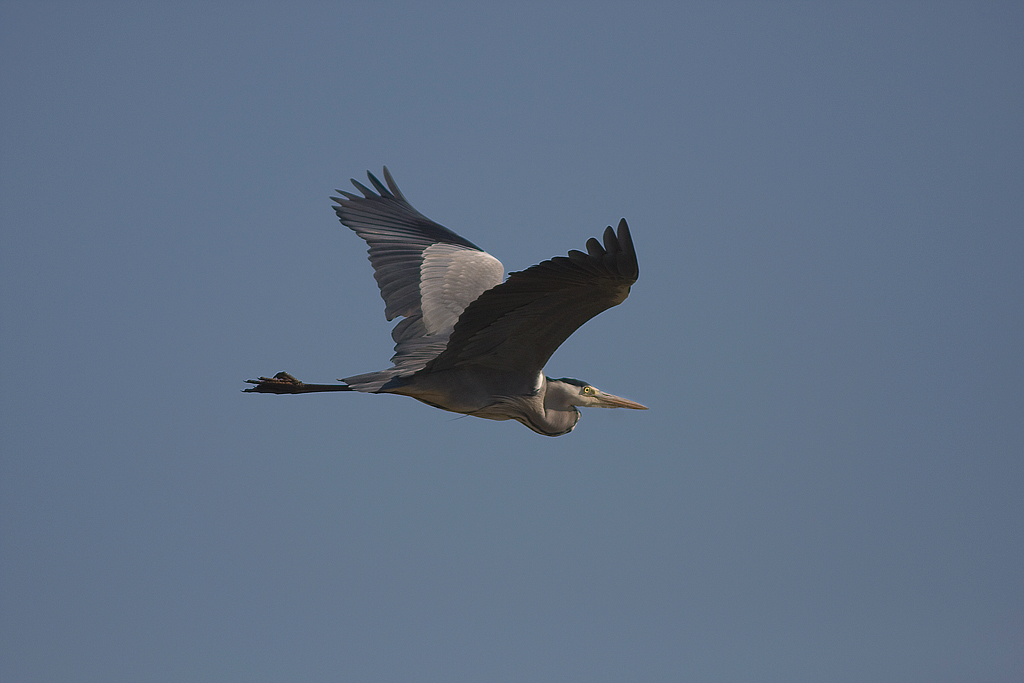 Ardea cinerea