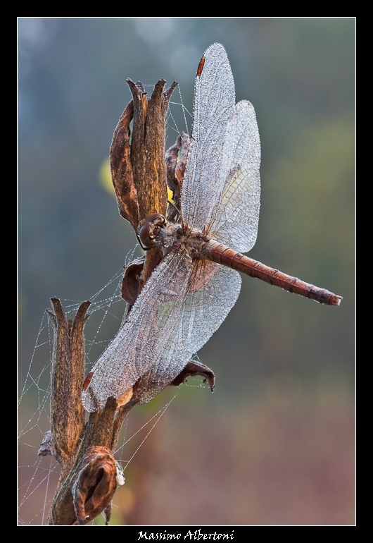 Le mie ali d'aliante...