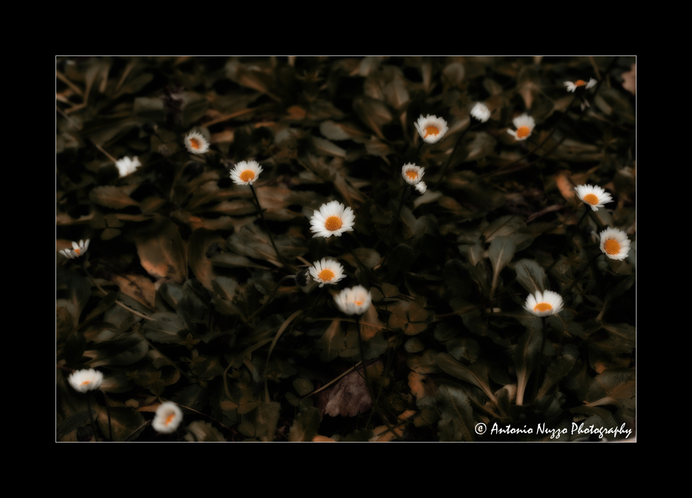 Un cuore d� vita!!!