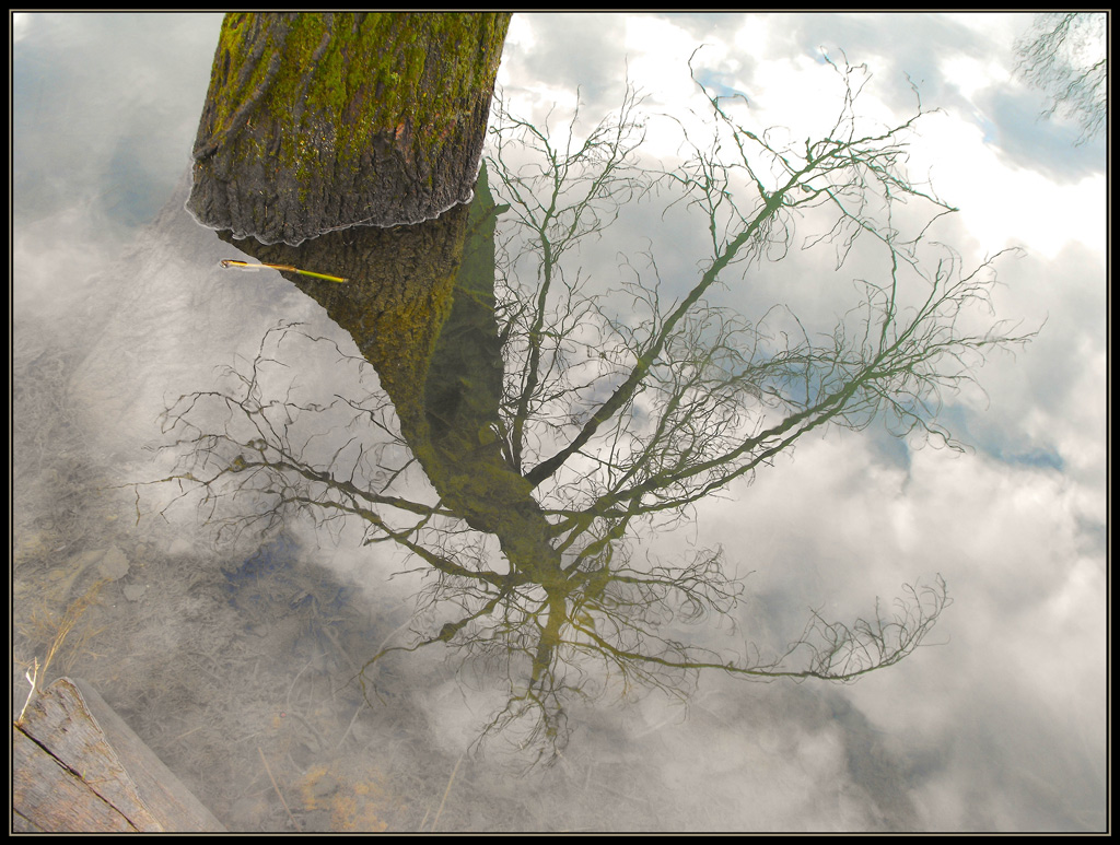 Tree reflections