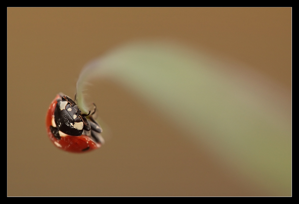 Coccinella su stelo d'erba