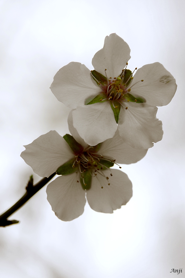 ::mandorlo in fiore::