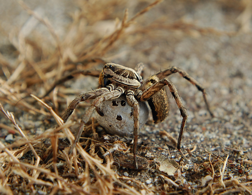 aspettando la primavera...trasloco
