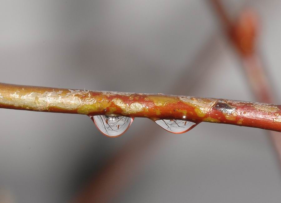 come due gocce d'acqua