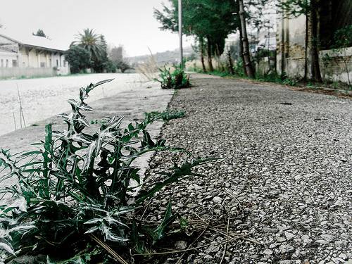 il pollice verde di madre natura