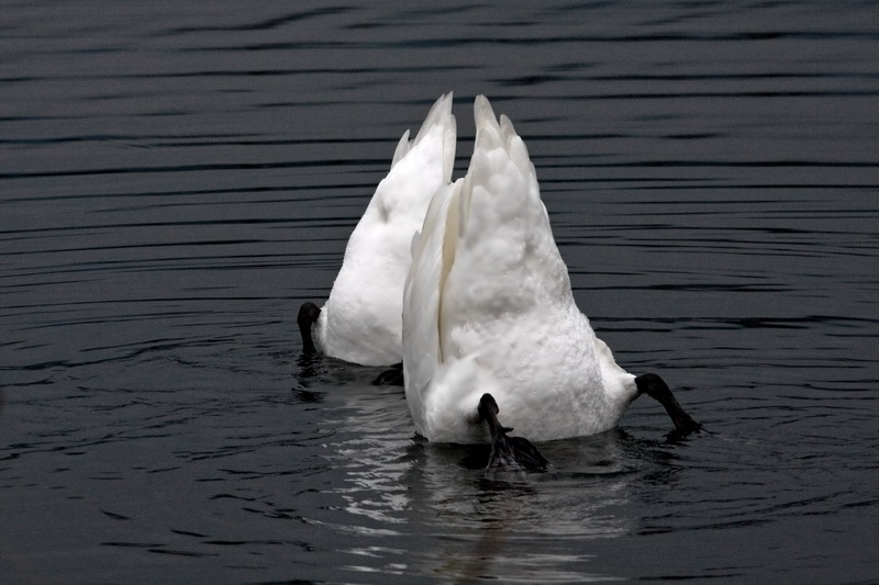 cigni che mangiano