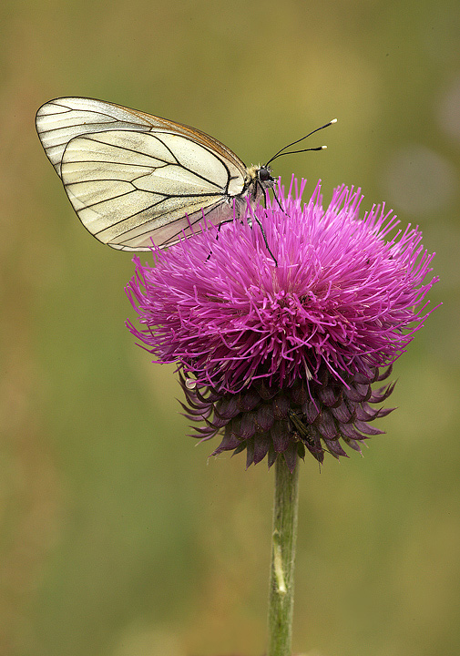 Pieride del biancospino