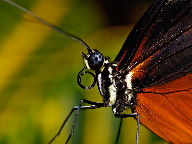 Isabella's Heliconian