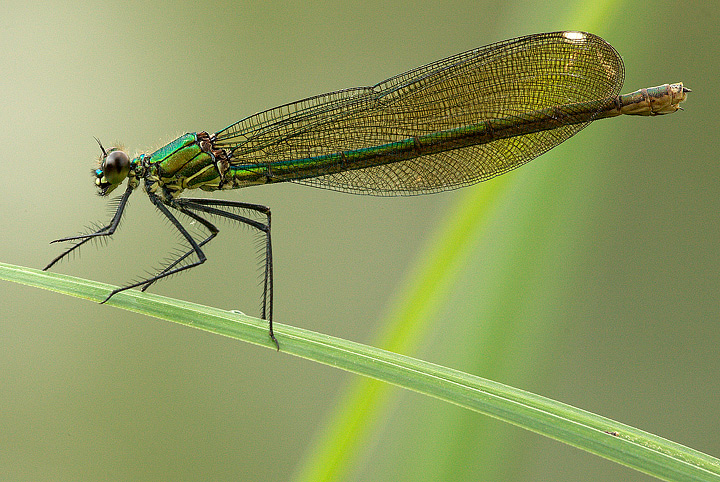Calopteryx splendes (f)