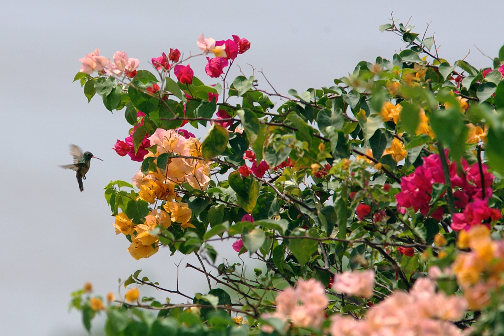 Il folletto delle bouganville