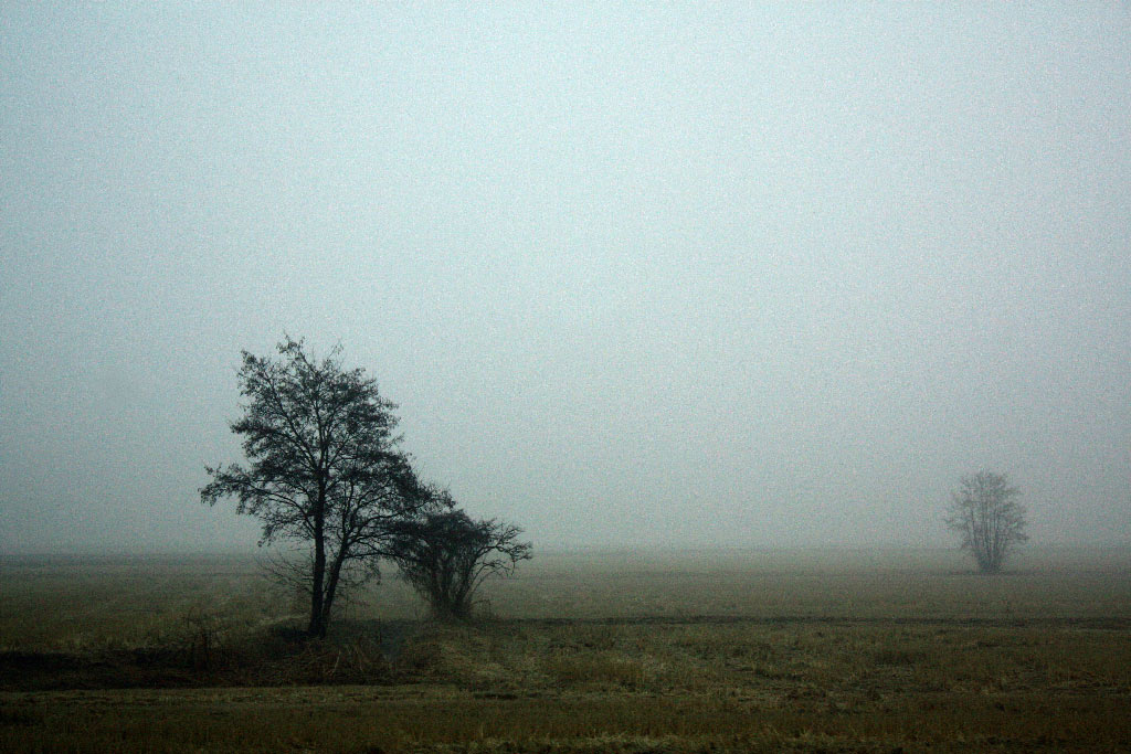 ..........nella nebbia