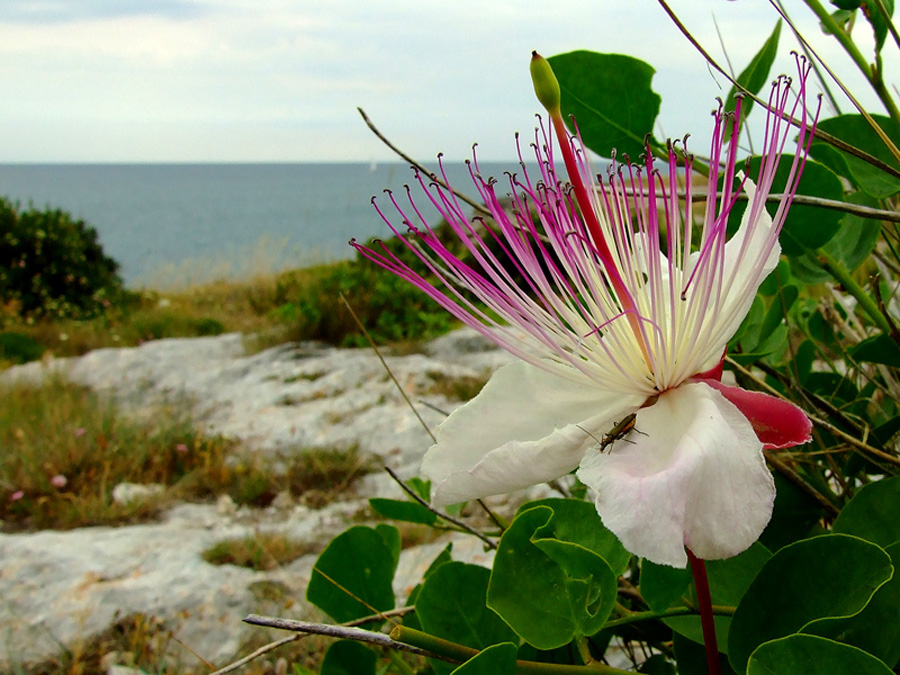 fiore di cappero