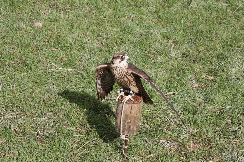 falchi fermignano(pu) febbraiio2009