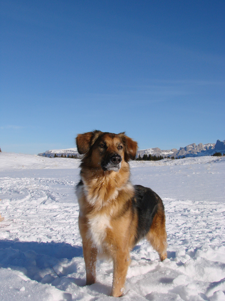 Il mio canne Ronny al "passo Lavazz� (TN)"