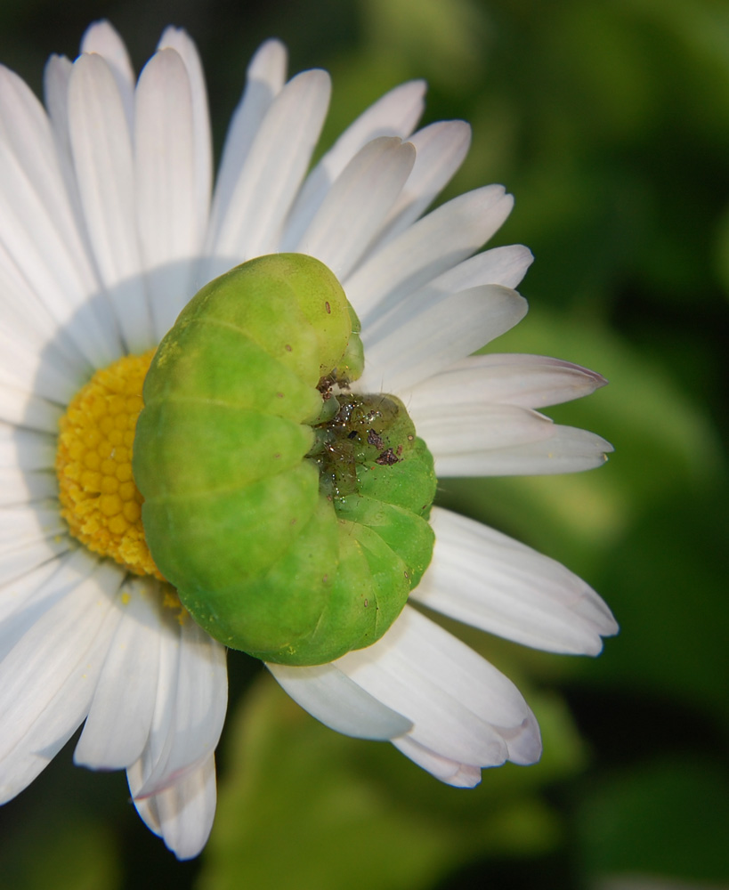 I�margherita con sorpresa