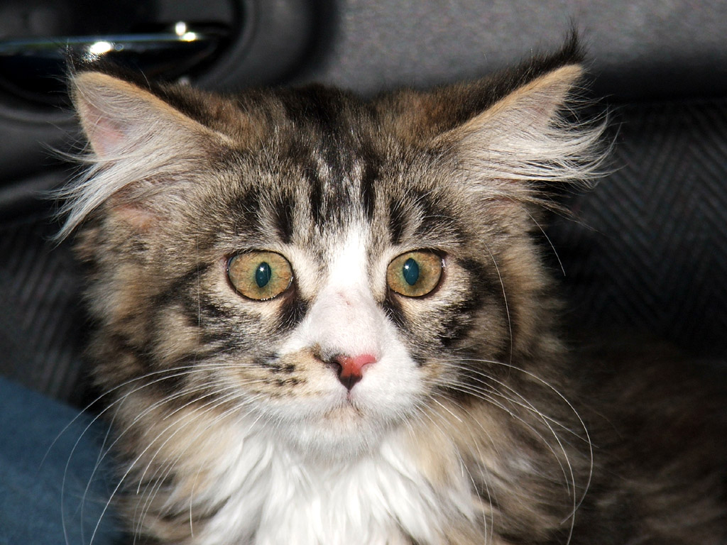 Meglio giocare un po'