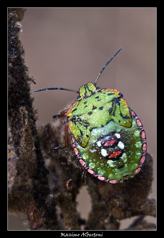 Il mio scudo multicolore...