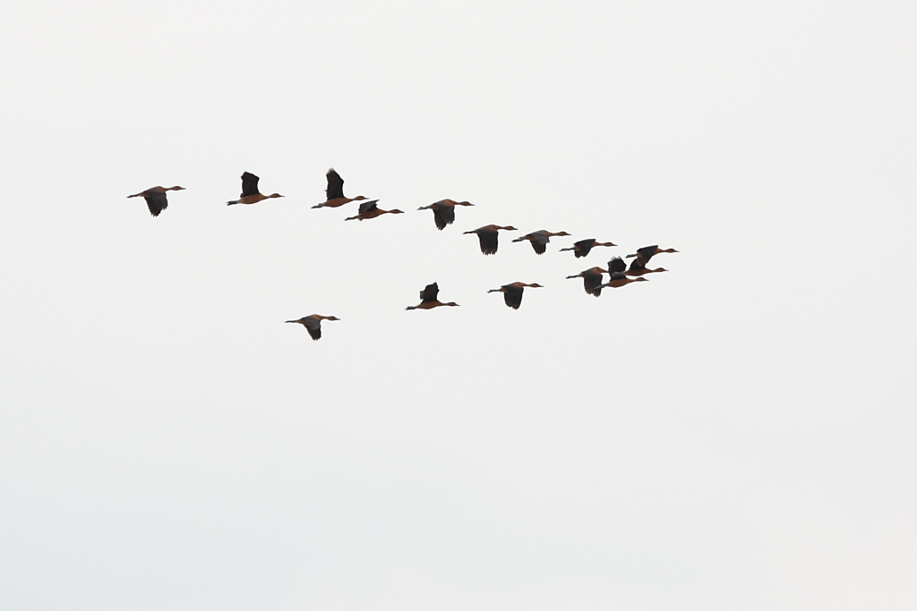 Morette??? in formazione