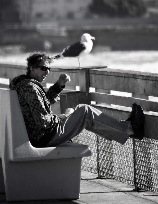 l'uomo che sussurava ai gabbiani