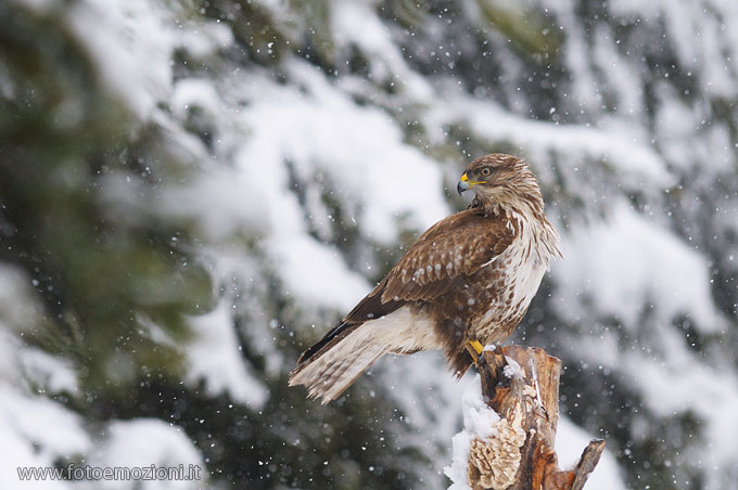 Nevicata per una Poiana