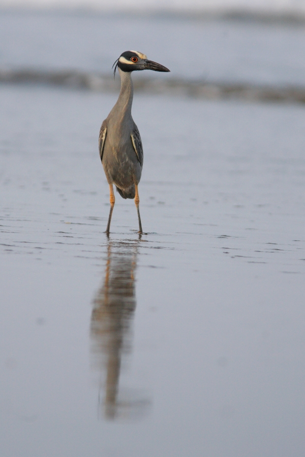 Airone della notte cresta gialla