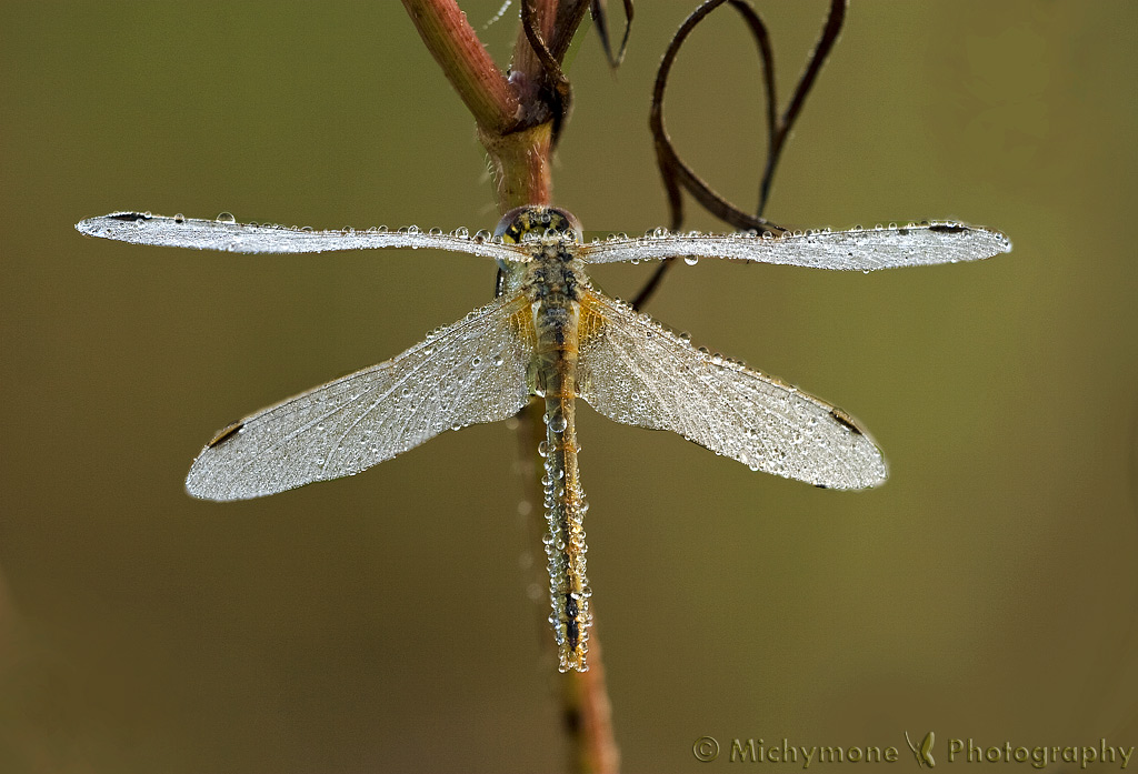 libellula bagnata