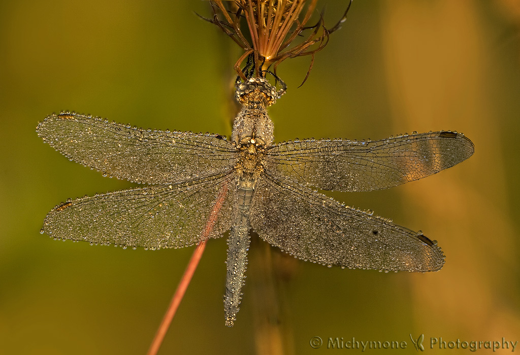 libellula di cristallo