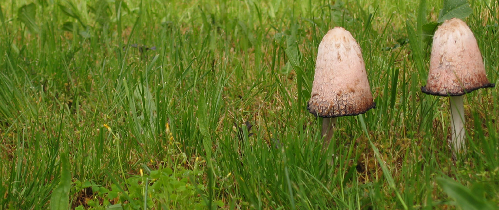 Il villaggio dei puffi