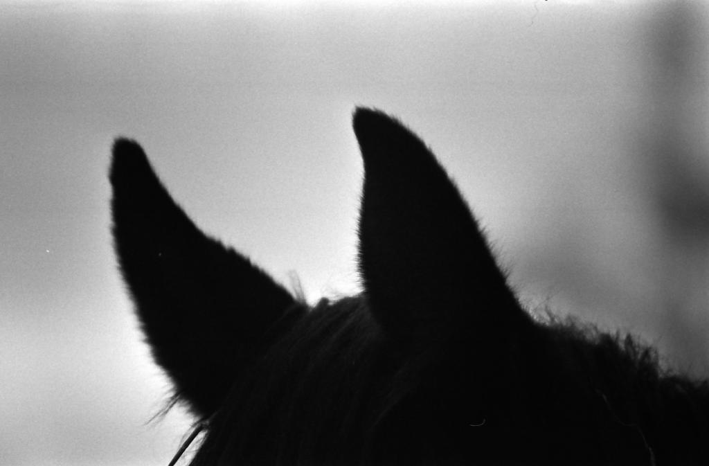 Ascoltando del reggae