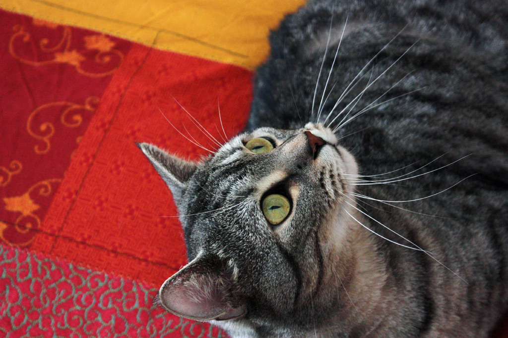 qualcosa sul soffitto?